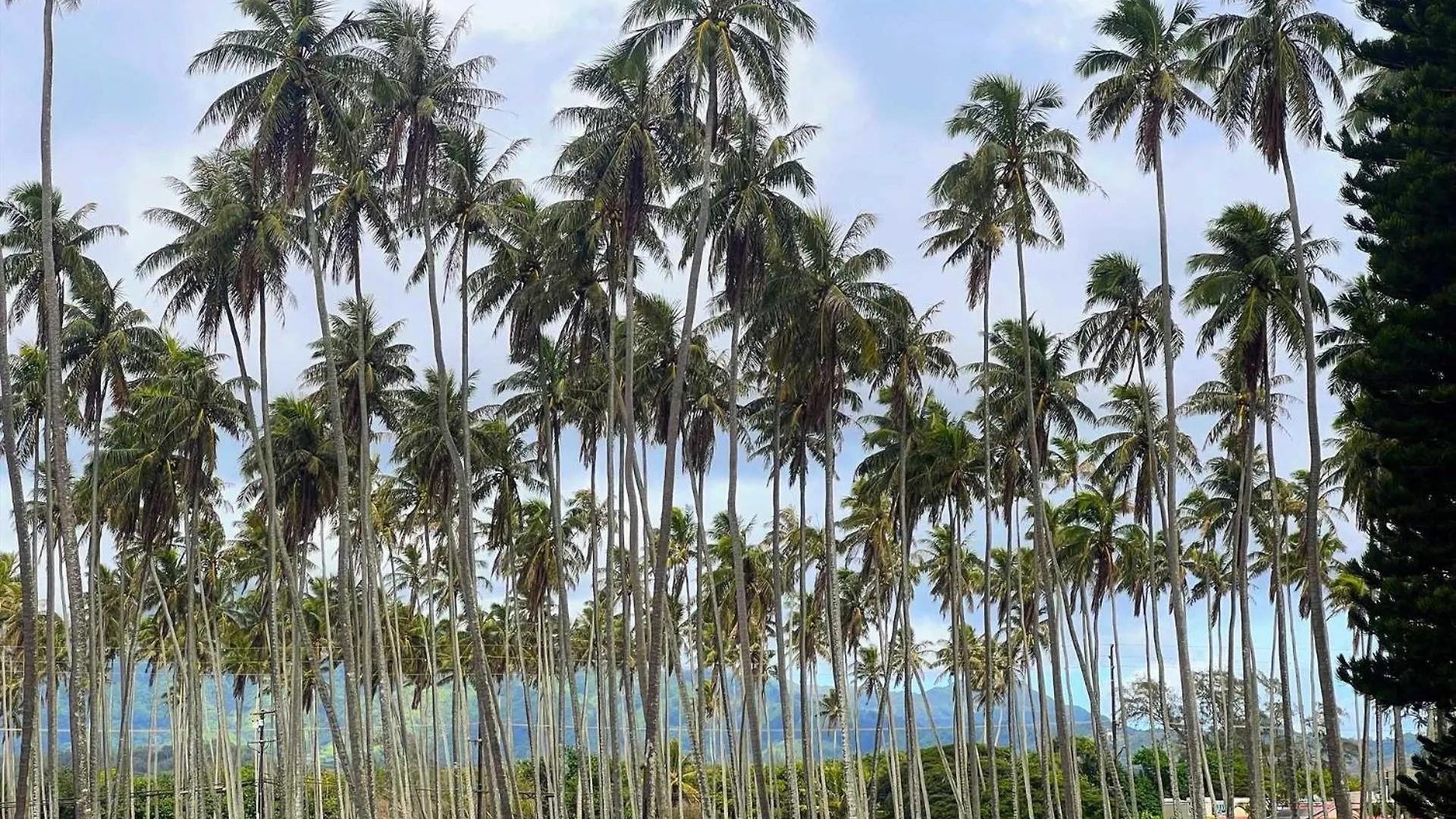 Kapaa Sands 10